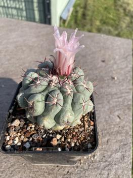 Thelocactus hexaedrophorus